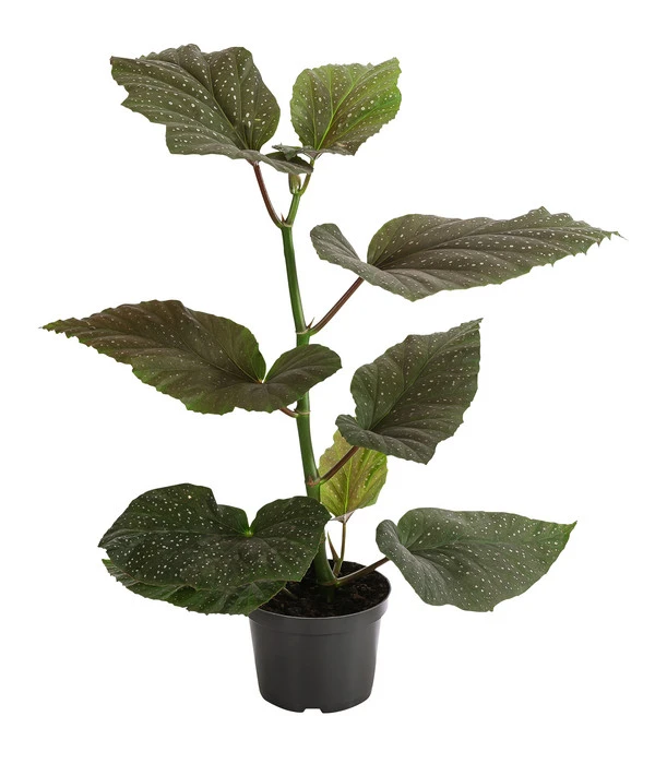 Forellenbegonie - Begonia Maculata 'Wings' 3 Forellenbegonie - Begonia Maculata 'Wings'