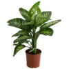 Dieffenbachie - Dieffenbachia 'Tropic' -Haus Pflanzen Welt 8763476 WE FS 001 DieffenbachiaTropicT19