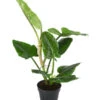 Baumfreund - Philodendron Subhastatum -Haus Pflanzen Welt 8763633 WE FS 002 PhilodendronSubhastatum