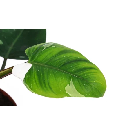 Baumfreund - Philodendron 'White Princess' 9 Baumfreund - Philodendron 'White Princess' -Haus Pflanzen Welt 8763815 WE DE 001 PhilodendronWhitePrincessT17
