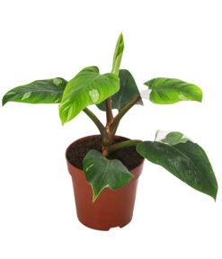 Baumfreund - Philodendron 'White Princess'