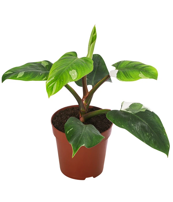 Baumfreund - Philodendron 'White Princess' 3 Baumfreund - Philodendron 'White Princess'
