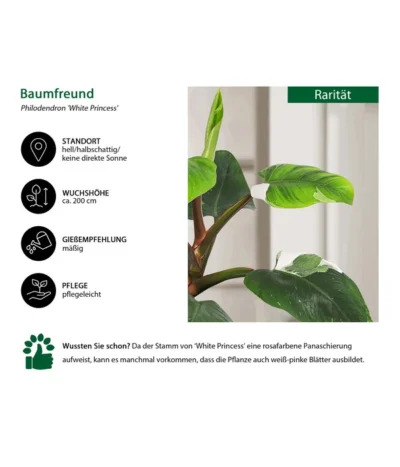 Baumfreund - Philodendron 'White Princess' 8 Baumfreund - Philodendron 'White Princess' -Haus Pflanzen Welt 8763815 WE IG 002 BaumfreundPhilodendronWhitePrincess