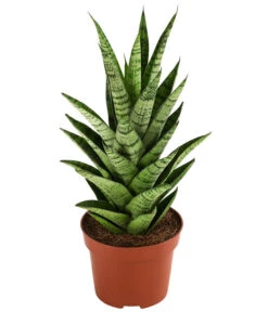 Bogenhanf - Sansevieria-Hybride 'Tough Lady'