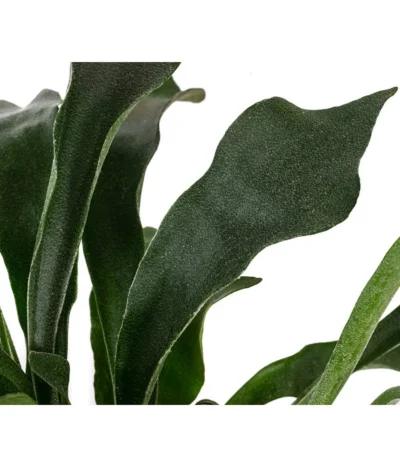 Geweihfarn - Platycerium Bifurcatum -Haus Pflanzen Welt 8764888 WE DE 002 PlatyceriumBifurcatumT12