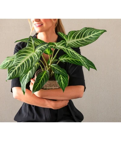 Goldnarbe - Xanthosoma Lindenii 'Angel Wings' 9 Goldnarbe - Xanthosoma Lindenii 'Angel Wings' -Haus Pflanzen Welt 8765224 WE MO 001 PhilodendronVerrucosum