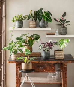 Baumfreund - Philodendron Verrucosum 7 Baumfreund - Philodendron Verrucosum -Haus Pflanzen Welt 8765224 WE MO 002 PhilodendronVerrucosum 1