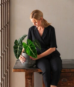 Pfeilblatt - Alocasia Micholitziana 'Frydek' -Haus Pflanzen Welt 8765224 WE MO 003 PhilodendronVerrucosum