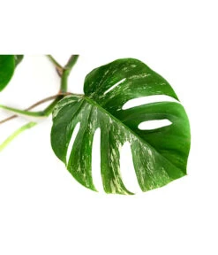 Fensterblatt - Monstera Deliciosa 'Variegata', Panaschiert 11 Fensterblatt - Monstera Deliciosa 'Variegata', Panaschiert -Haus Pflanzen Welt 8765257 WE DE 001 MonsteraVariegataT17