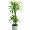 Drachenbaum - Dracaena 'Lemon Lime', In Keramik 2 Drachenbaum - Dracaena 'Lemon Lime', In Keramik -Haus Pflanzen Welt 8765422 PR FS 001 DracaenaFragansLemonLimeT21InKeramikLina