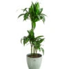 Drachenbaum - Dracaena 'Hawaiian Sunshine', In Keramik -Haus Pflanzen Welt 8765463 PR FS 001 DracaenaFragansHawaiianSunshineT21InKeramikLina