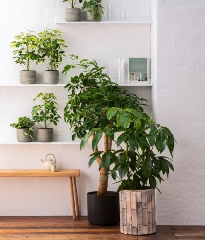 Dehner Holz-Übertopf Luna, Rund, Hellbraun -Haus Pflanzen Welt 8772634 WE MO 001 HeteropanaxChinensT27