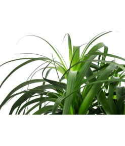 Elefantenfuß, In Seegras-Korb -Haus Pflanzen Welt 8772998 WE DE 001 BeaucarneaT24 MonatsangebotJanuar2022 DehnerExpressHerzig