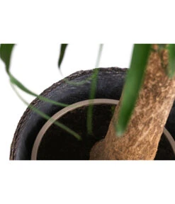 Elefantenfuß, In Seegras-Korb -Haus Pflanzen Welt 8772998 WE DE 002 BeaucarneaT24 MonatsangebotJanuar2022 DehnerExpressHerzig