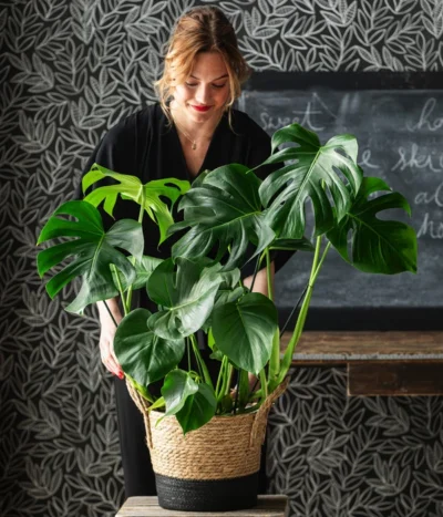 Fensterblatt - Monstera Deliciosa -Haus Pflanzen Welt 8773137 6904783 WE MO 001 UrbanGreen
