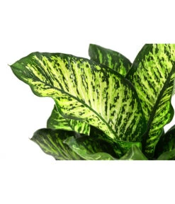 Dieffenbachie - Dieffenbachia Seguine 'Maroba' 5 Dieffenbachie - Dieffenbachia Seguine 'Maroba' -Haus Pflanzen Welt 8773871 PR DE 001 DieffenbachiaMarobaT21 DehnerExpressHerzig