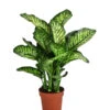 Dieffenbachie - Dieffenbachia Seguine 'Maroba' -Haus Pflanzen Welt 8773871 PR FS 001 DieffenbachiaMarobaT21 DehnerExpressHerzig