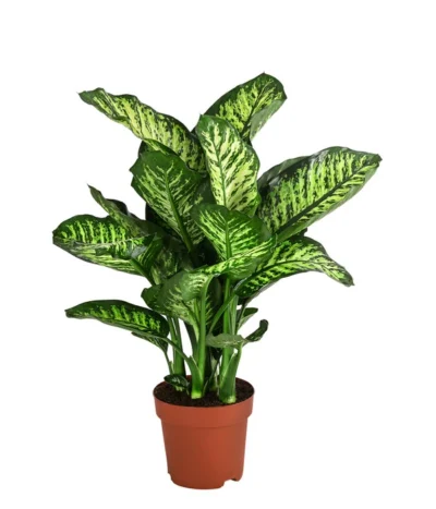 Dieffenbachie - Dieffenbachia Seguine 'Maroba'