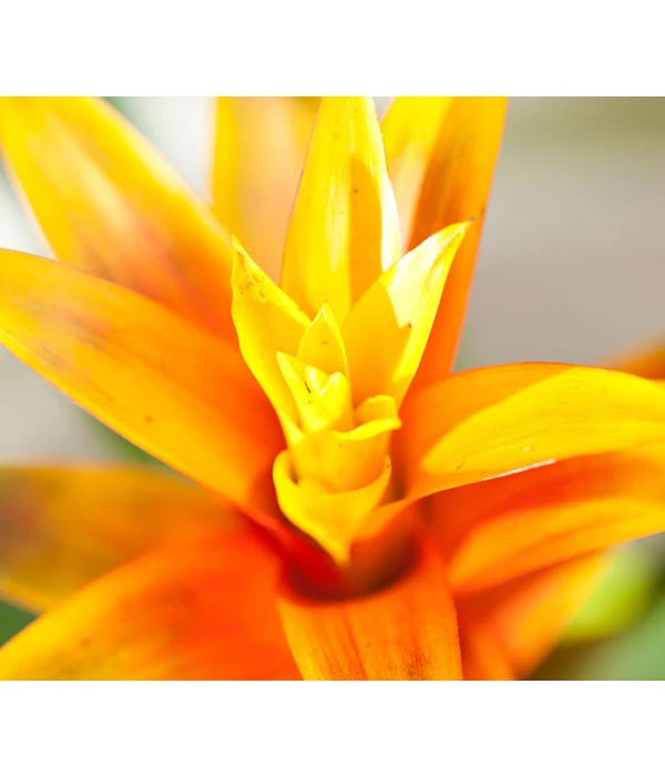 Vriesea - Bromelia Cultivars, Verschiedene Sorten 11 Vriesea - Bromelia Cultivars, Verschiedene Sorten – Bild 9