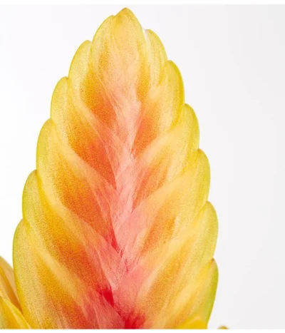 Vriesea - Bromelia Cultivars, Verschiedene Sorten 17 Vriesea - Bromelia Cultivars, Verschiedene Sorten -Haus Pflanzen Welt 8774564 PR DE 002 VriesiaGelbOrangeMixT9DehnerExpressZS