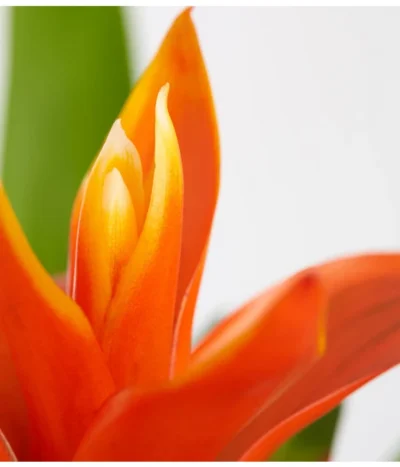 Vriesea - Bromelia Cultivars, Verschiedene Sorten 16 Vriesea - Bromelia Cultivars, Verschiedene Sorten -Haus Pflanzen Welt 8774564 PR DE 003 VriesiaGelbOrangeMixT9DehnerExpressZS