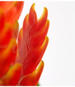 Vriesea - Bromelia Cultivars, Verschiedene Sorten 18 Vriesea - Bromelia Cultivars, Verschiedene Sorten -Haus Pflanzen Welt 8774564 PR DE 004 VriesiaGelbOrangeMixT9DehnerExpressZS