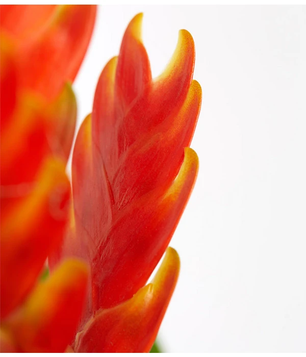 Vriesea - Bromelia Cultivars, Verschiedene Sorten 10 Vriesea - Bromelia Cultivars, Verschiedene Sorten – Bild 8