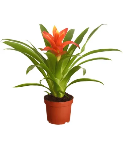 Vriesea - Bromelia Cultivars, Verschiedene Sorten 13 Vriesea - Bromelia Cultivars, Verschiedene Sorten -Haus Pflanzen Welt 8774564 PR FS 002 VriesiaGelbOrangeMixT9DehnerExpressZS