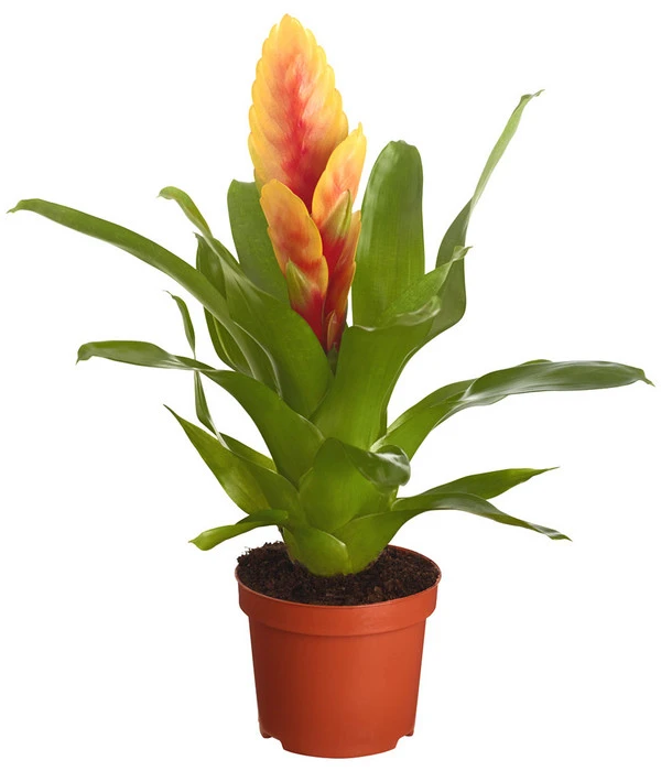 Vriesea - Bromelia Cultivars, Verschiedene Sorten 4 Vriesea - Bromelia Cultivars, Verschiedene Sorten – Bild 2