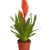 Vriesea - Bromelia Cultivars, Verschiedene Sorten -Haus Pflanzen Welt 8774564 PR FS 004 VriesiaGelbOrangeMixT9DehnerExpressZS