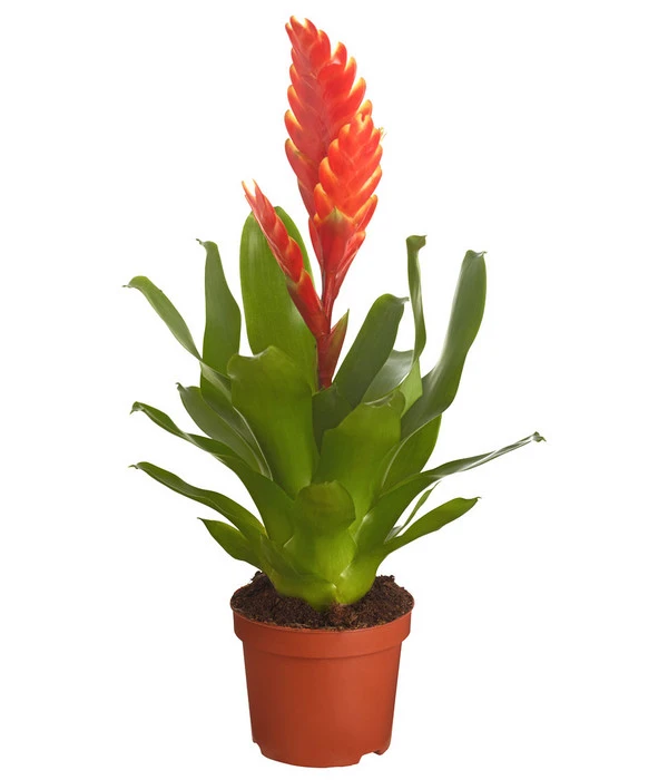 Vriesea - Bromelia Cultivars, Verschiedene Sorten 3 Vriesea - Bromelia Cultivars, Verschiedene Sorten