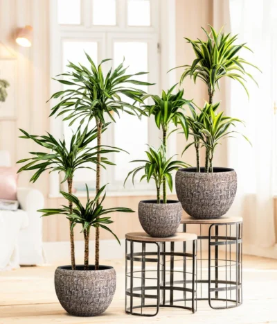 Drachenbaum - Dracaena Fragrans 'Rikki' -Haus Pflanzen Welt 8775108 8511545 WE MO 001 DracaenaDeremensisRikki Lana