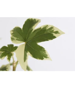 Efeuaralie - Fatshedera Lizei 'Variegata' -Haus Pflanzen Welt 8775355 WE DE 001 EfeuaralieFatshederaVariegataDehner