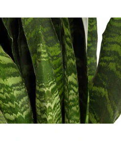 Bogenhanf - Sansevieria 'Black Coral' 11 Bogenhanf - Sansevieria 'Black Coral' -Haus Pflanzen Welt 8776155 PR DE 001 SansevieriaBlackCoralT21DehnerExpressHerzig