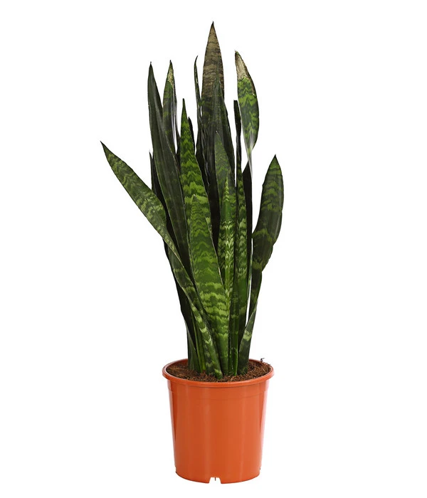Bogenhanf - Sansevieria 'Black Coral' 3 Bogenhanf - Sansevieria 'Black Coral'