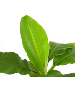 Japanische Faserbanane - Musa Basjoo -Haus Pflanzen Welt 8777211 PR DE 001 MusaBasjooT20DehnerExpressHerzig