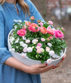 Beet- & Balkonpflanzen-Set Traum In Rosa, 6-teilig -Haus Pflanzen Welt 8800039 WE MO 001 BeetBalkonSetTrauminRosa