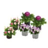Beet- & Balkonpflanzen-Set Frühlingsfreude, 6-teilig -Haus Pflanzen Welt 8800070 WE FS 004 BunterFruehlingSetPurpleFruehlingsfreude