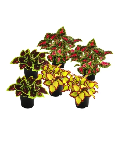 Beet- & Balkonpflanzen-Set Farbexplosion, 6-teilig