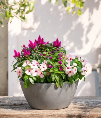 Kugelamaranth -Haus Pflanzen Welt 8800666 PR MO 001 Beet Balkon Set