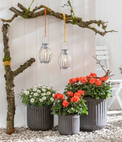 Stehende Geranie, Orange -Haus Pflanzen Welt 8803660 8813206 WE MO 001 MargeriteWeiss GeranieOrange GC05 2022 01 1