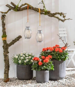 Margerite, Weiß -Haus Pflanzen Welt 8803660 8813206 WE MO 001 MargeriteWeiss GeranieOrange GC05 2022 01