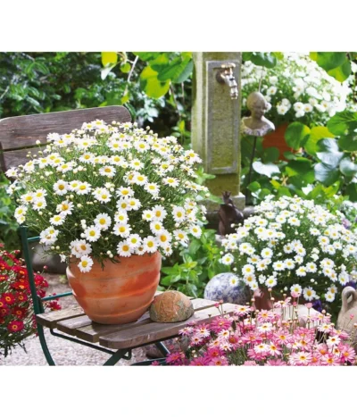 Margerite, Weiß -Haus Pflanzen Welt 8803660 BildM 001 MargeriteArgyranthemumT105