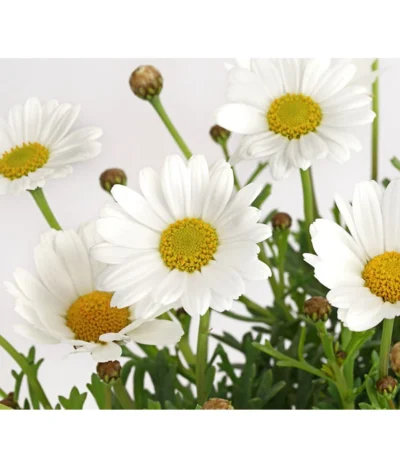 Margerite, Weiß -Haus Pflanzen Welt 8803660 PR DE 001 MargeritenWeissT11DehnerExpressHerzig