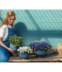 Rosenprimel 'Belarina', Verschiedene Farben -Haus Pflanzen Welt 8806606 PR MO 001 RosenprimelBelarina Fruehling BlauesWunder Content 2023