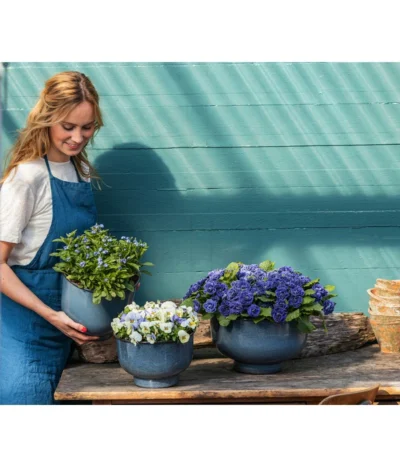 Rosenprimel 'Belarina', Verschiedene Farben -Haus Pflanzen Welt 8806606 PR MO 001 RosenprimelBelarina Fruehling BlauesWunder Content 2023