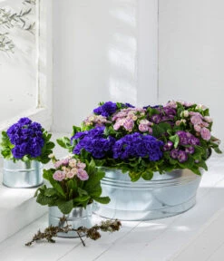 Rosenprimel 'Belarina', Verschiedene Farben -Haus Pflanzen Welt 8806606 PR MO 002 RosenprimelPrimulaBelarinaVulgaris Content 2021