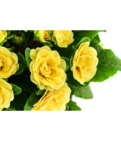 Beet- & Balkonpflanzen-Set Gelber Frühling, 6-teilig -Haus Pflanzen Welt 8806606 WE DE 003 RosenprimelGelbT12