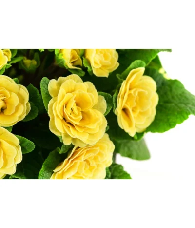 Beet- & Balkonpflanzen-Set Gelber Frühling, 6-teilig -Haus Pflanzen Welt 8806606 WE DE 003 RosenprimelGelbT12