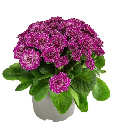 Rosenprimel 'Belarina', Verschiedene Farben -Haus Pflanzen Welt 8806606 WE FS 001 RosenprimelCandyFrostT12